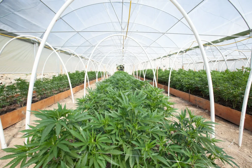 The Global Cannabis Market and Trends