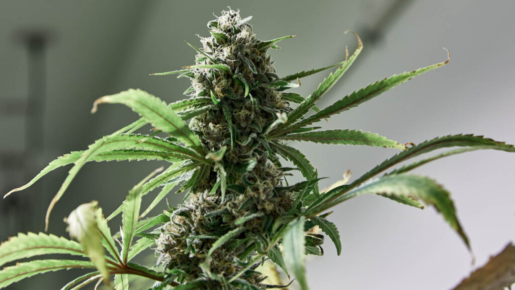 What is the difference between Indica, Sativa and Hybrid strains of Cannabis in Lambeth, Ontario.