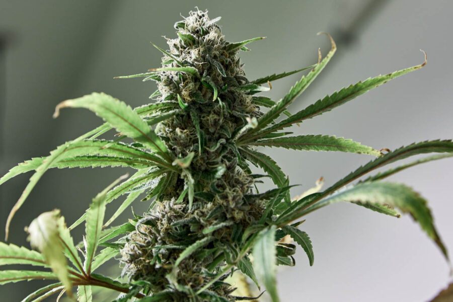 What is the difference between Indica, Sativa and Hybrid strains of Cannabis in Lambeth, Ontario.