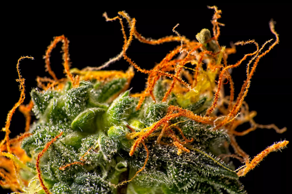 How to determine the quality of Cannabis in Lambeth, Ontario
