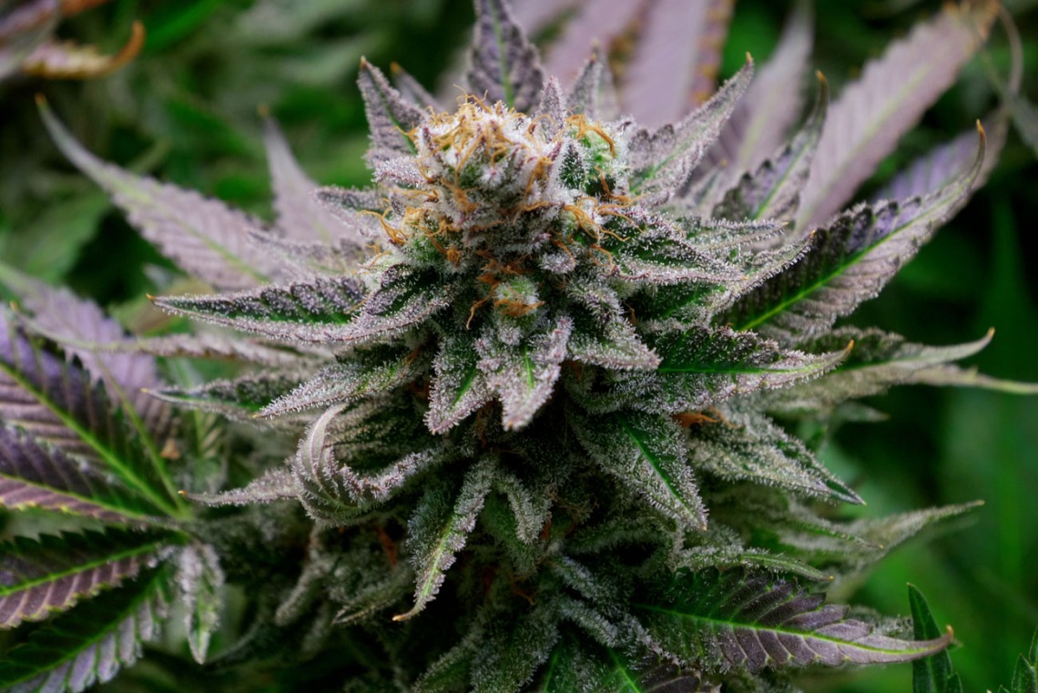  The Role of Terpenes in Cannabis